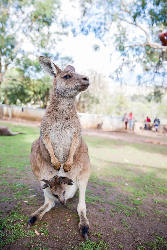 Kangaroos-tasmania