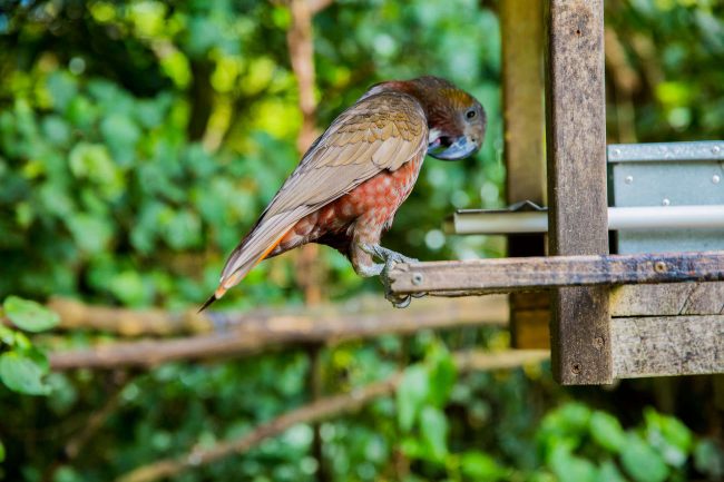 Birds-in-zealandia