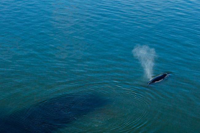 whale in alaska