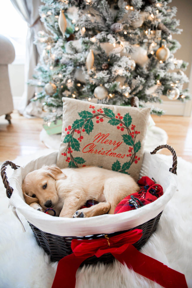 Mia Mia Mine's golden retriever puppy Luna in a basket under a Christmas tree 