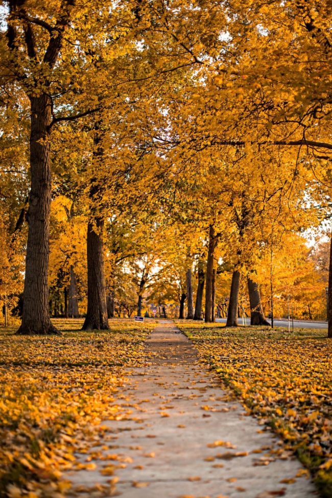 mia mia mine fall leaves photo