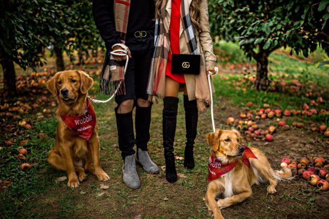 fashion blogger mia mia mine with her golden retrievers at an apple orchard